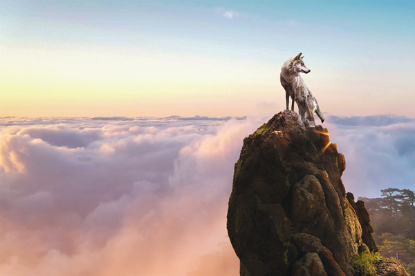 新時(shí)代的狼性精神！