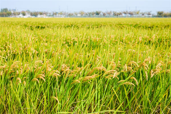 制造業(yè)分析：再這樣熱下去，全球的早餐都“懸了”