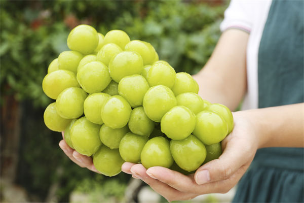 營銷管理咨詢分析：陽光玫瑰因何跌成“地板價(jià)”？